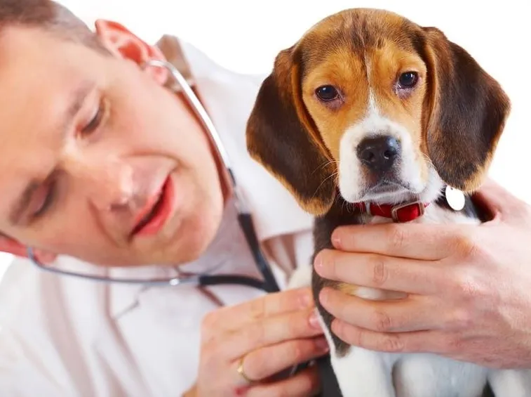 Visita veterinaria di un cane