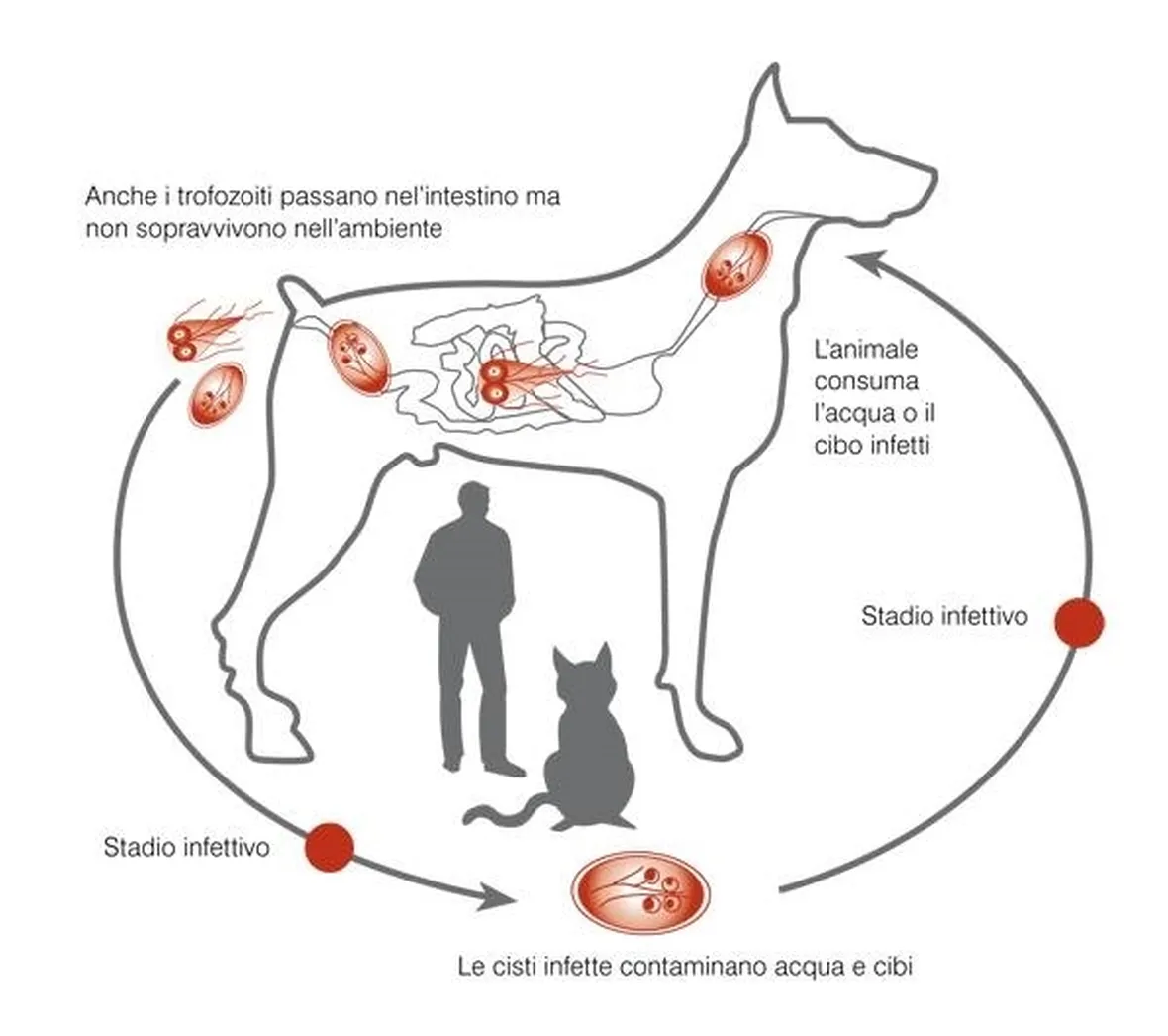 Ciclo della giardia nel cane