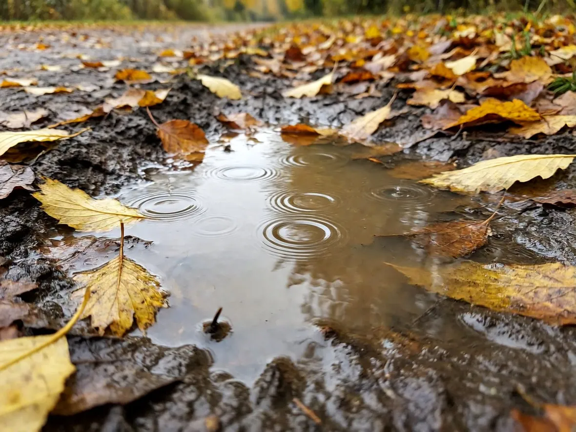 Pioggia, pozzanghere e clima mite: perché l'autunno favorisce le leptospire