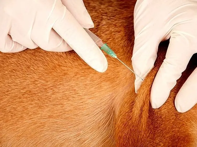 vaccino cane