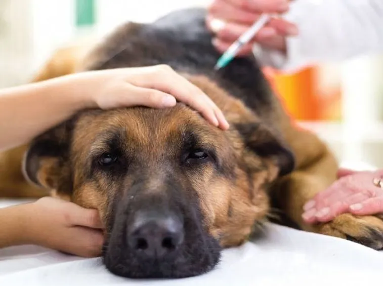 Cane vaccinato