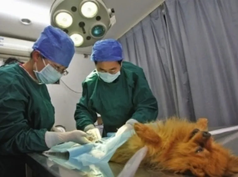 sterilizzazione cani