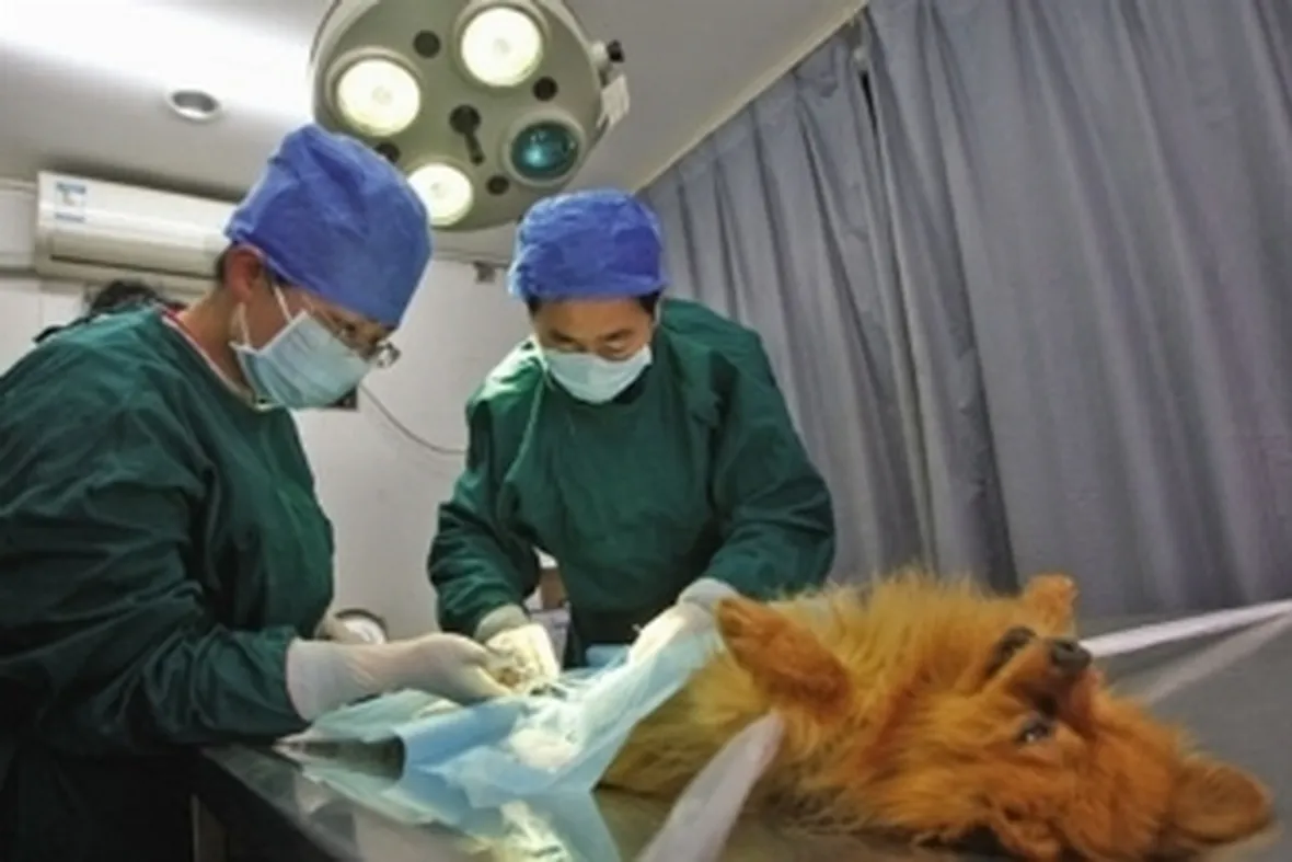 sterilizzazione cani