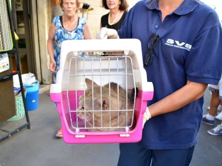 Gatto portato dal veterinario