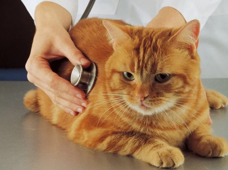Gatto in cura dal veterinario