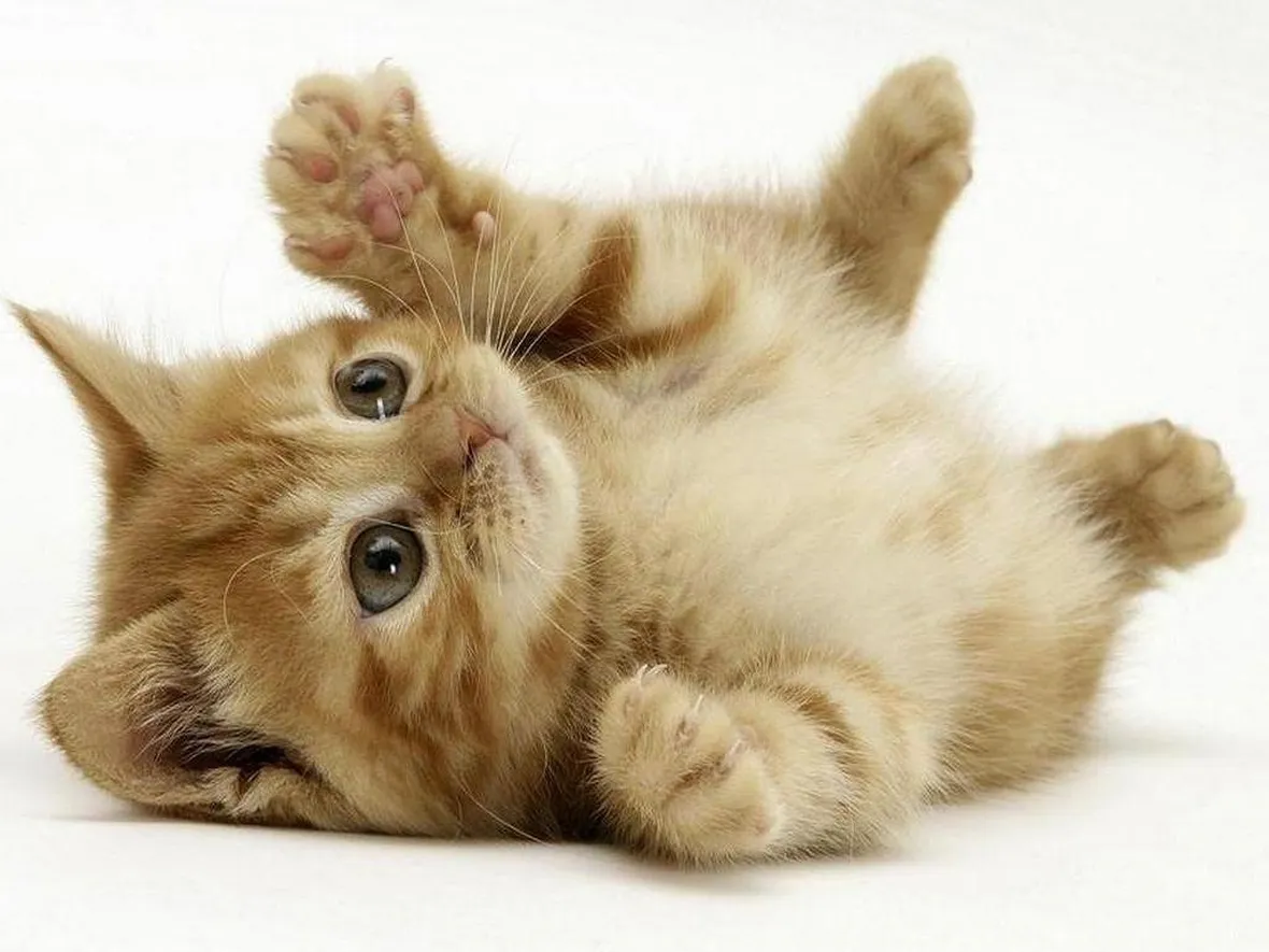 Gatto in piena salute