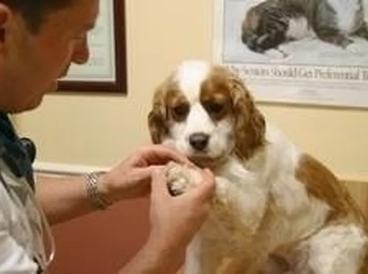 ospedale veterinario