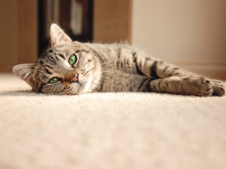 gatto