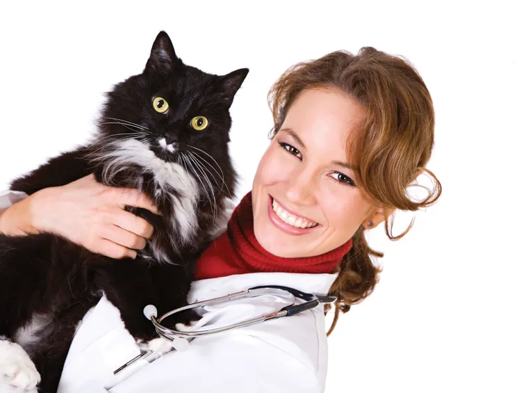 gatto dal veterinario