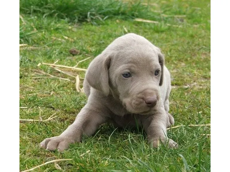 cucciolo