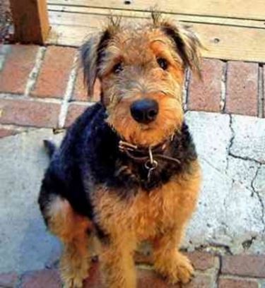 foto airedale terrier