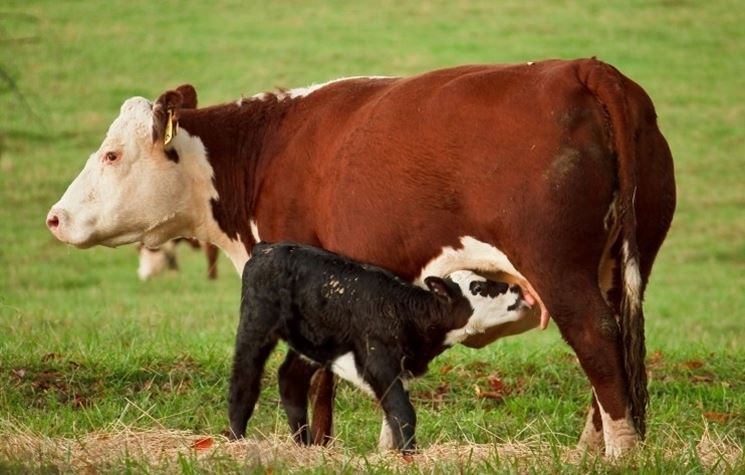 Immagine di un vitellino con la sua mamma.