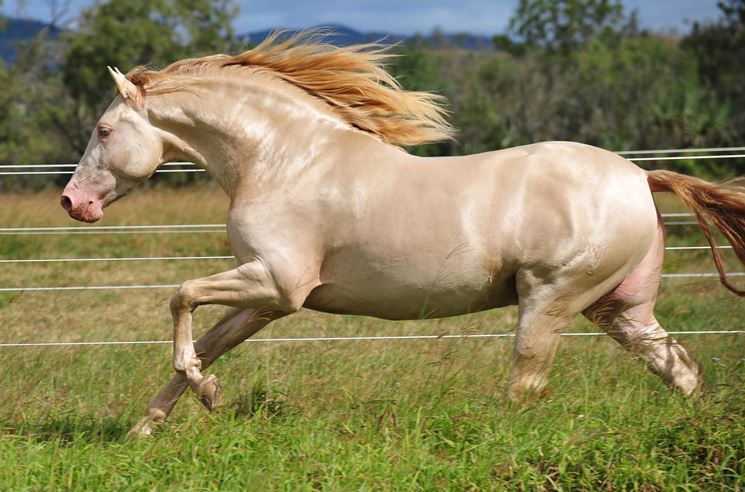 andalusian horse