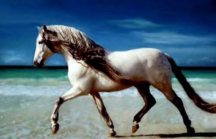 andaluso