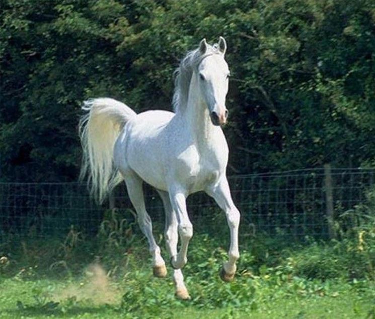 Cavallo arabo grigio