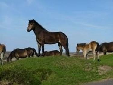 Mandria di Exmoor al pascolo