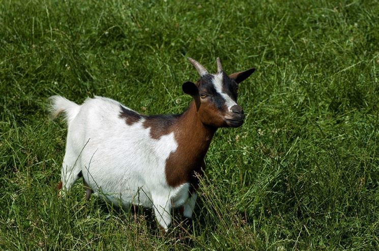 capra tibetana