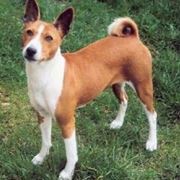 foto basenji