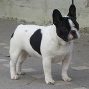 foto bouledogue francese