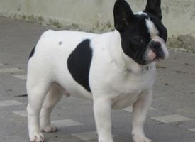 Bouledogue Francese