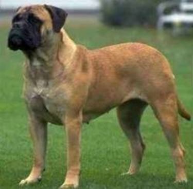 foto del bullmastiff