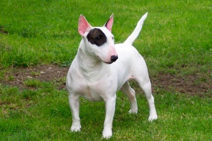 bull terrier