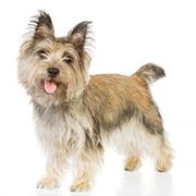 Foto cairn terrier