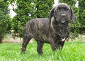 Cane corso cuccioli