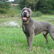 Carattere cane corso