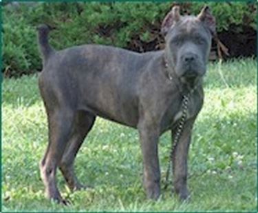 Caratteristiche cane corso