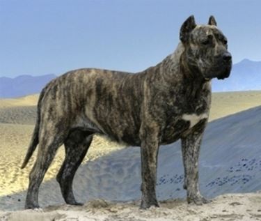 Dogo Canario