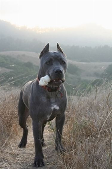 Razza cane corso