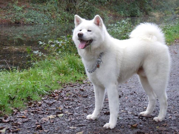 Akita adulto bianco