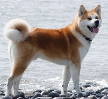 Famiglia di akita inu