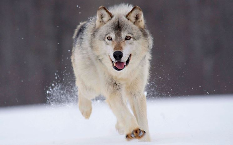 Alaskan malamute sulla neve