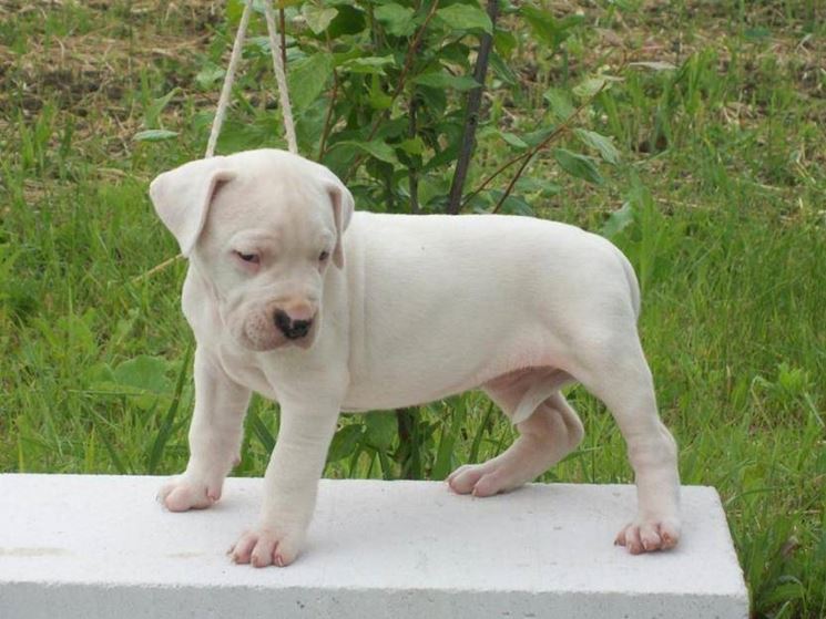 Cucciolo di dogo argentino