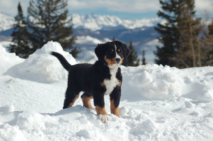 Il bovaro del bernese ha origini svizzere