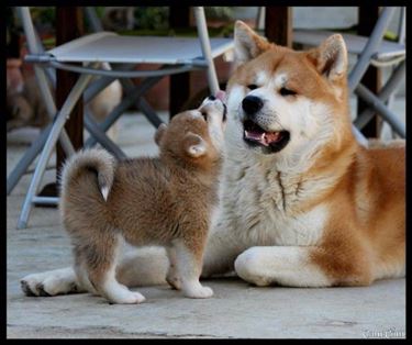 Cane akita adulto e cucciolo