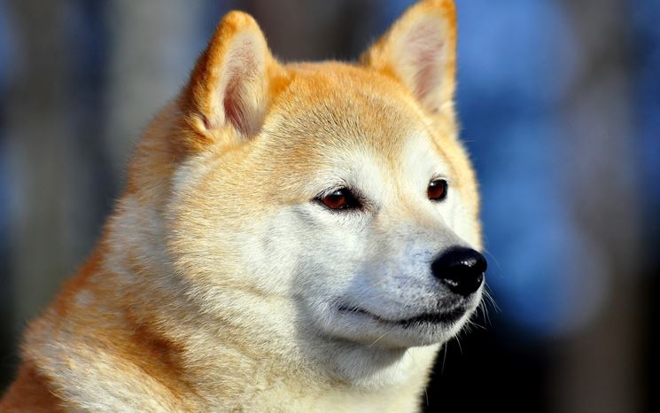 Lo sguardo attento di un Akita