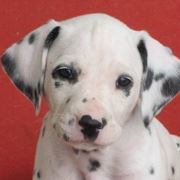 Cucciolo di dalmata