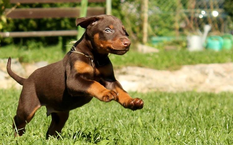 La salute del cane, inizia con una corretta alimentazione