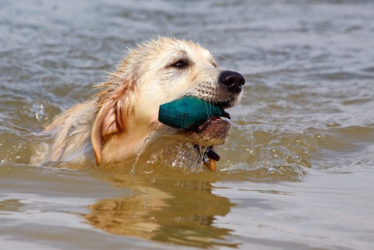 Il Golden Retriever ama l'acqua