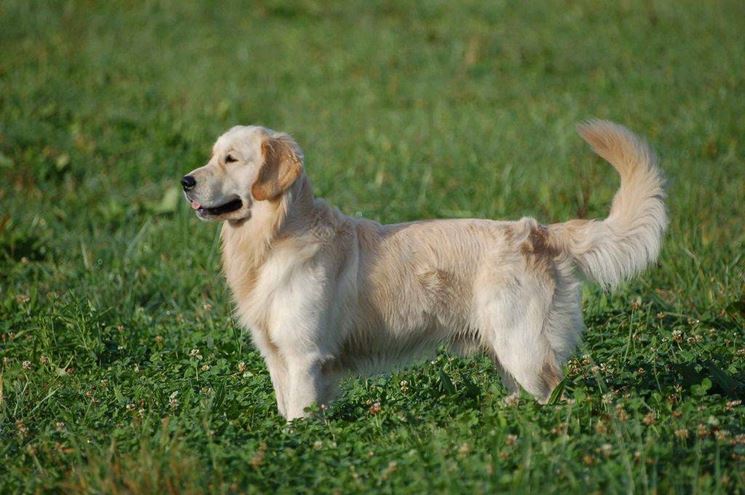 Golden retriever