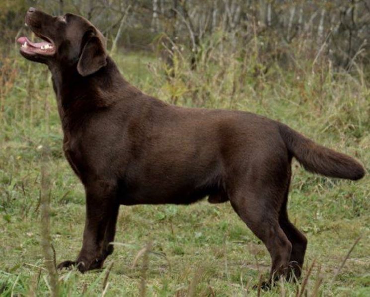 Labrador marrone maschio