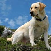 labrador