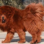 Pastore tibetano rosso