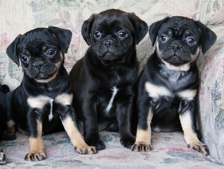 Cuccioli di boston terrier