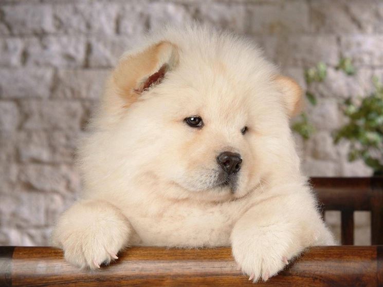 cucciolo di Chow Chow dal pelo bianco