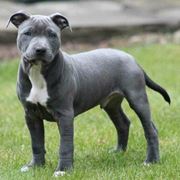 Staffordshire bull terrier cucciolo