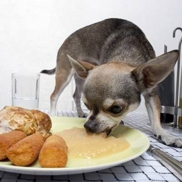 chihuahua alimentazione